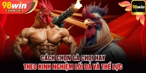 Cách chọn gà chọi hay